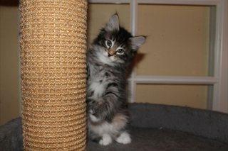 Norsk Skovkat DK skovskytten`s Kashmir billede 6