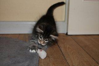 Norsk Skovkat DK skovskytten`s Kashmir billede 7