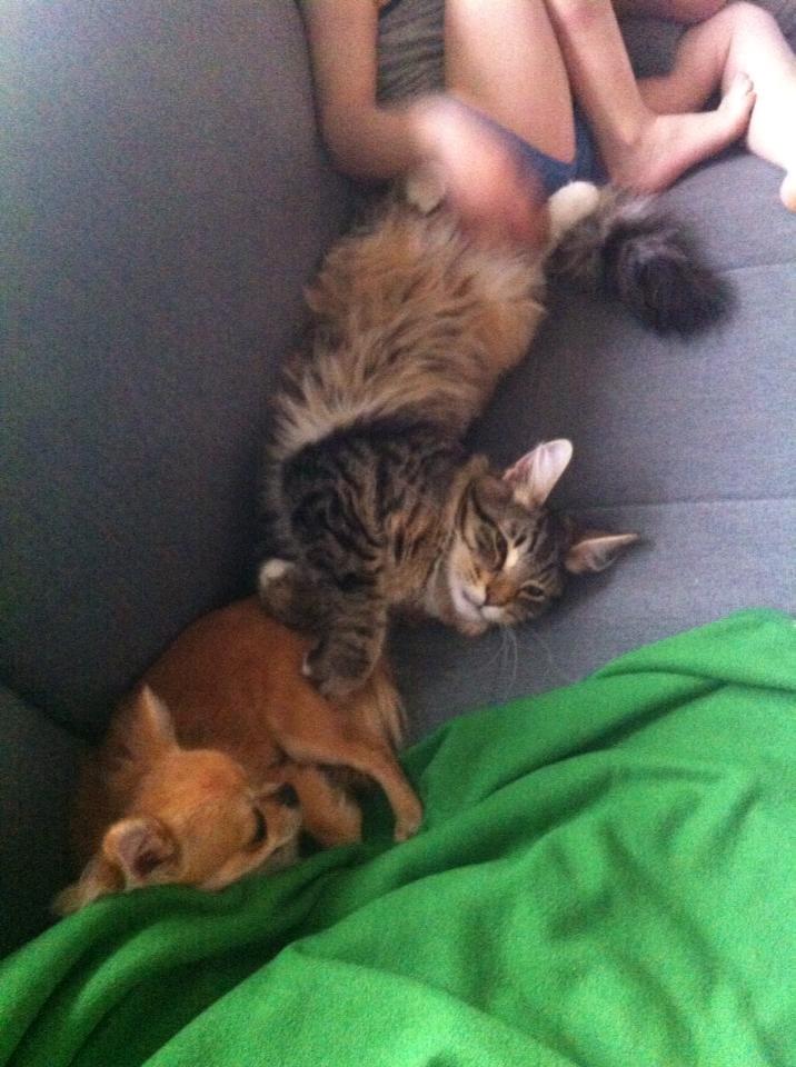 Norsk Skovkat DK skovskytten`s Kashmir billede 8