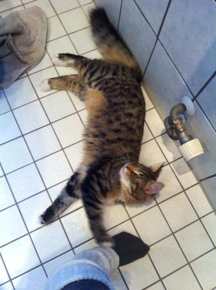 Norsk Skovkat DK skovskytten`s Kashmir billede 9