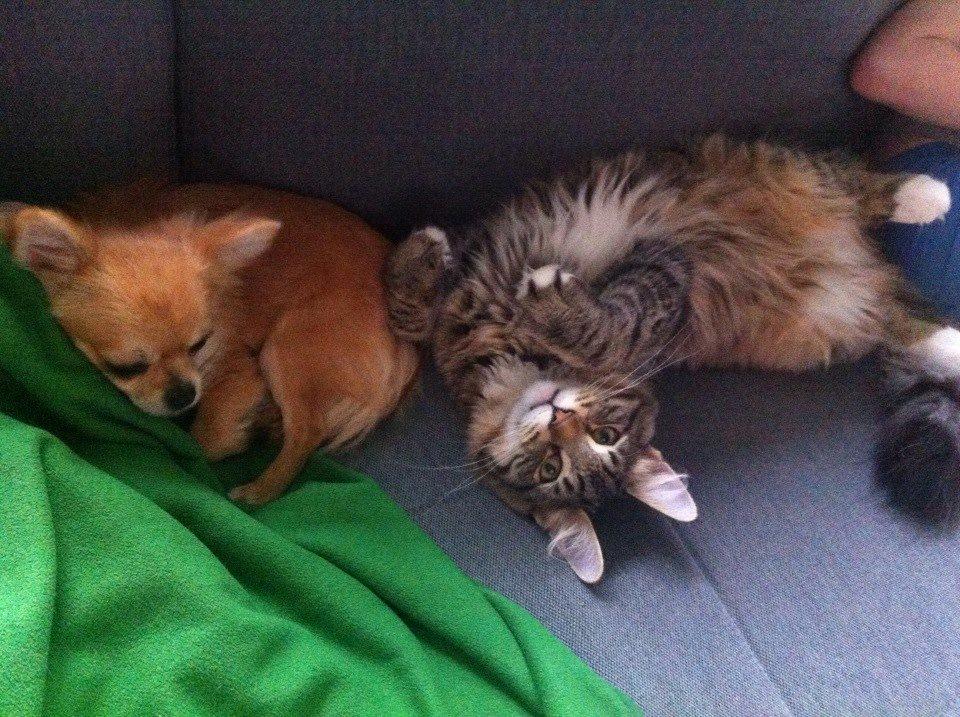 Norsk Skovkat DK skovskytten`s Kashmir billede 10