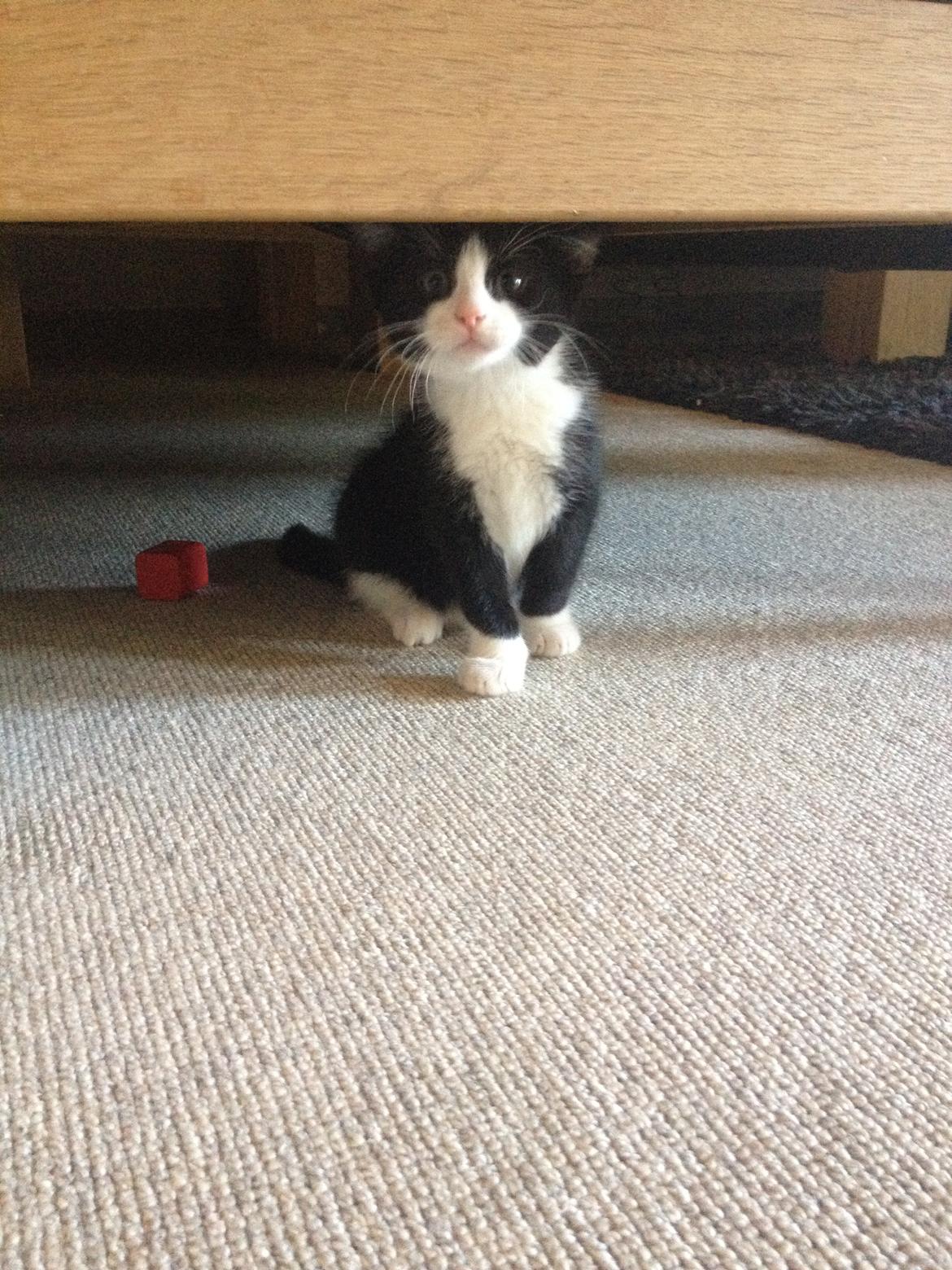 Huskat ~ Amira billede 21