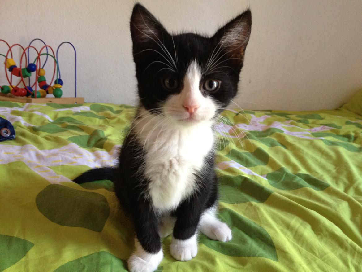 Huskat ~ Amira billede 3