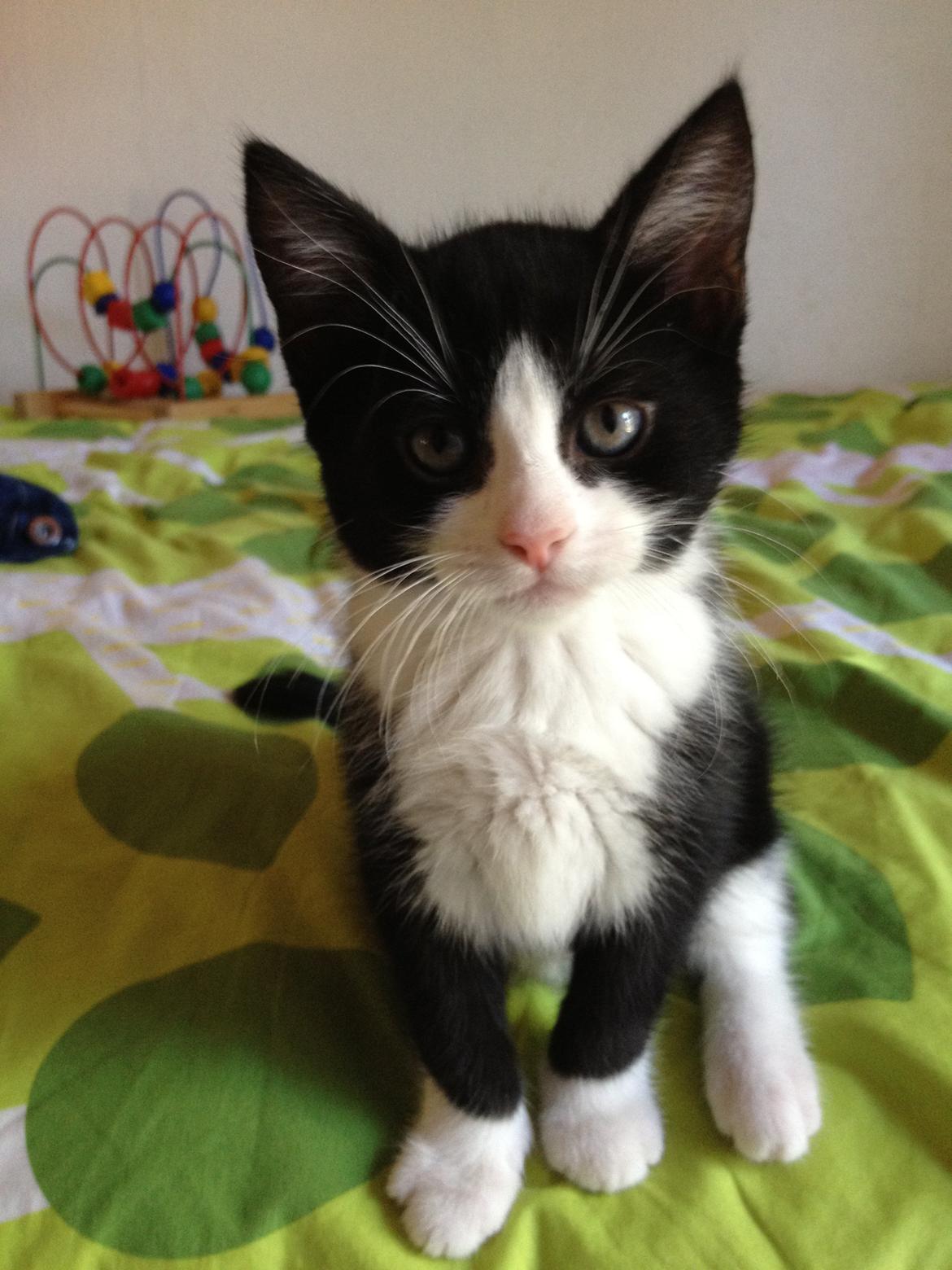 Huskat ~ Amira - 03.06.2013. <3 billede 1