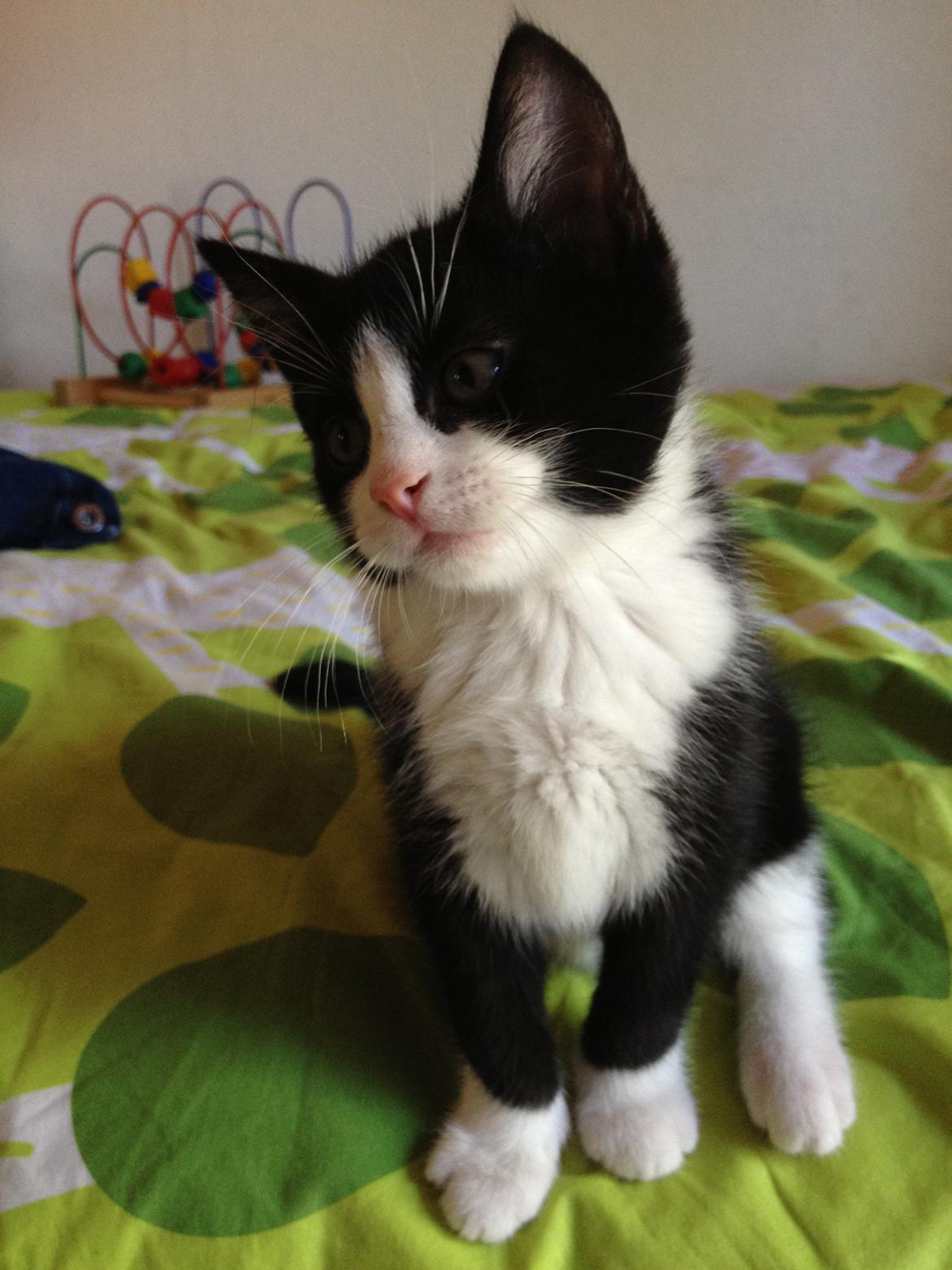 Huskat ~ Amira - 03.06.2013. billede 2