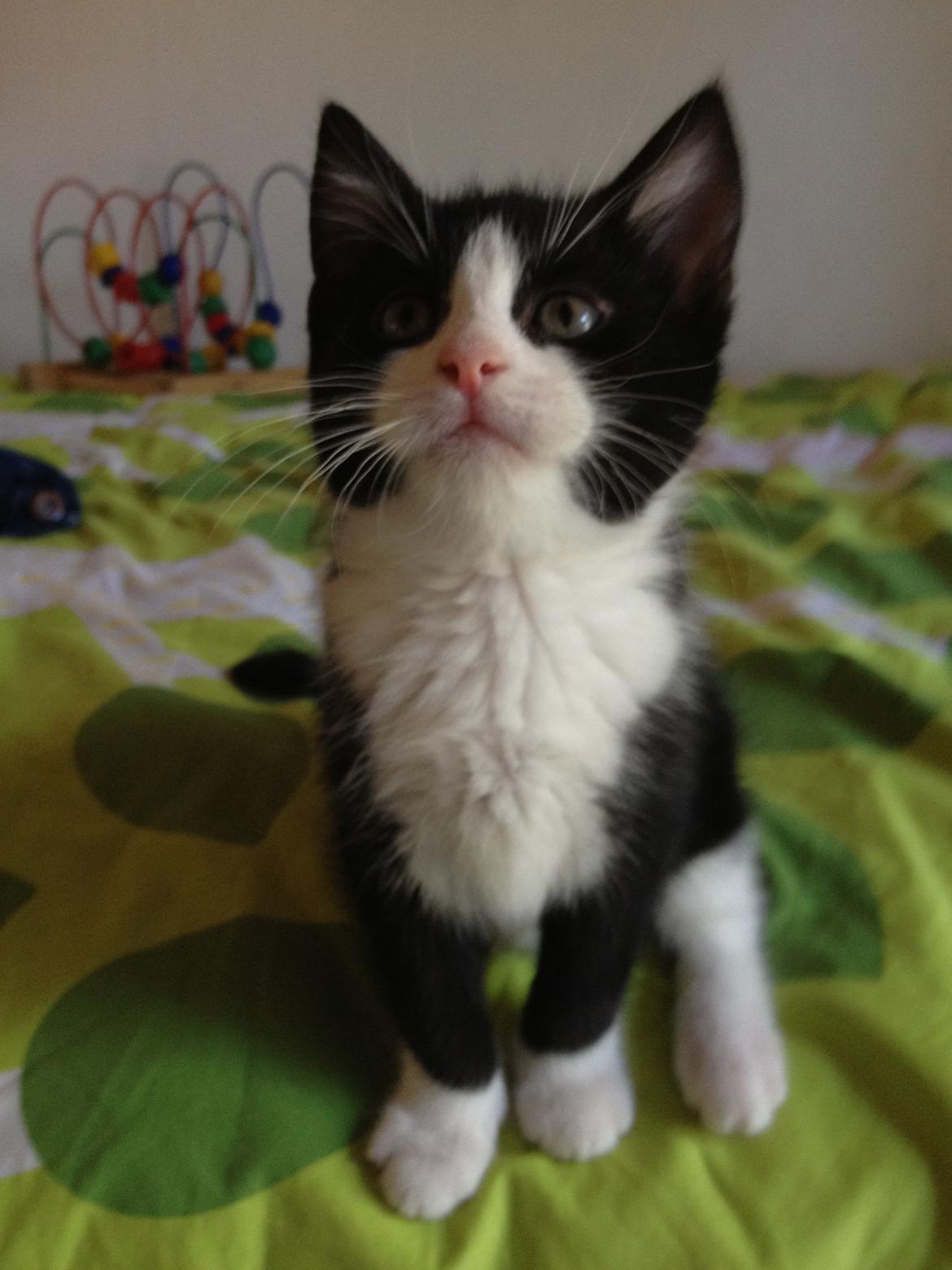 Huskat ~ Amira billede 22