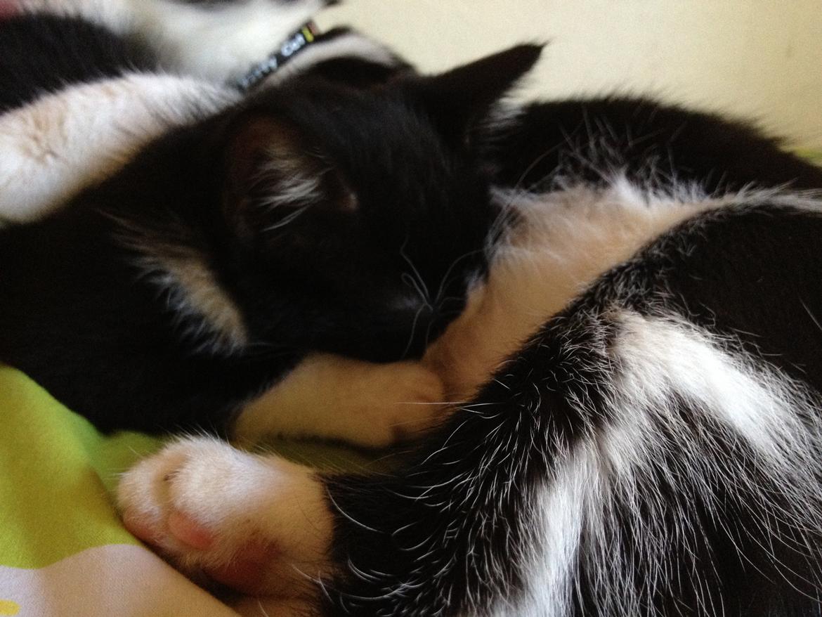 Huskat ~ Amira - 03.06.2013. billede 10