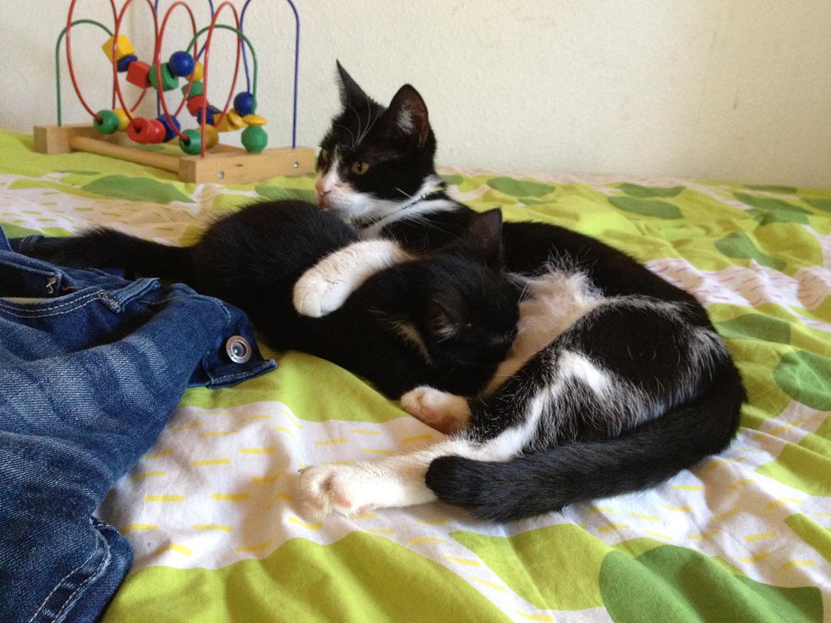 Huskat ~ Amira - 03.06.2013. Sammen med mor Fiona. billede 8