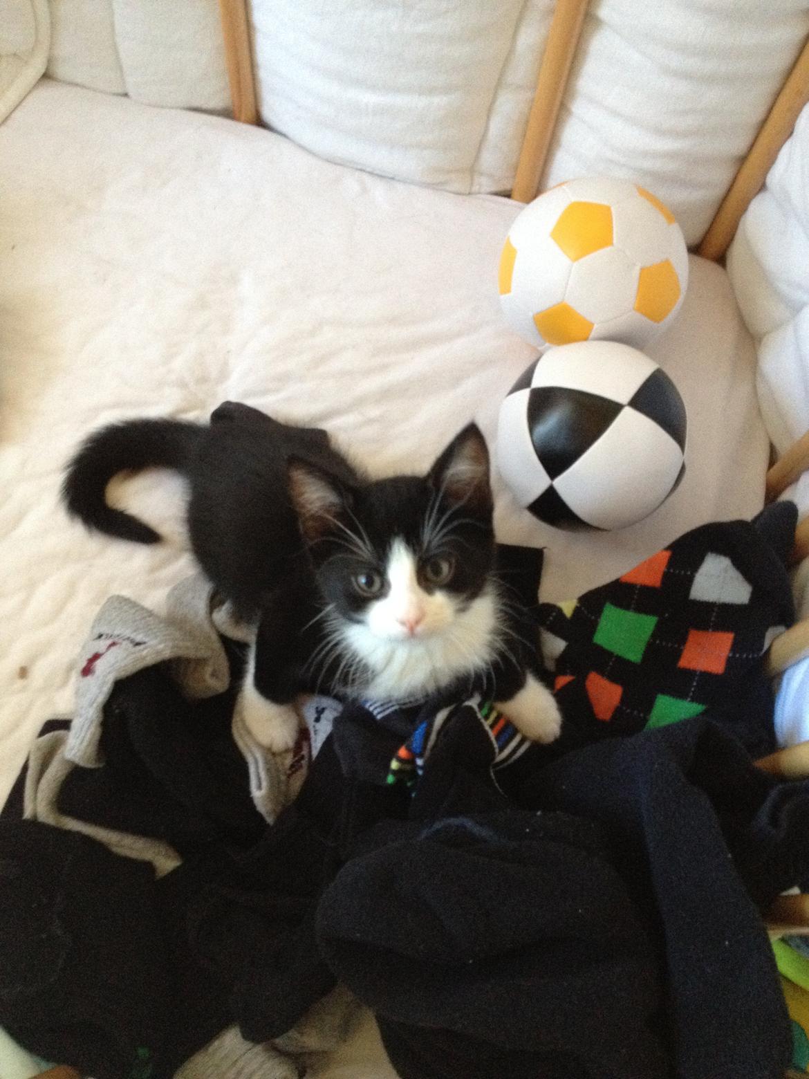 Huskat ~ Amira - Bøllen. billede 7