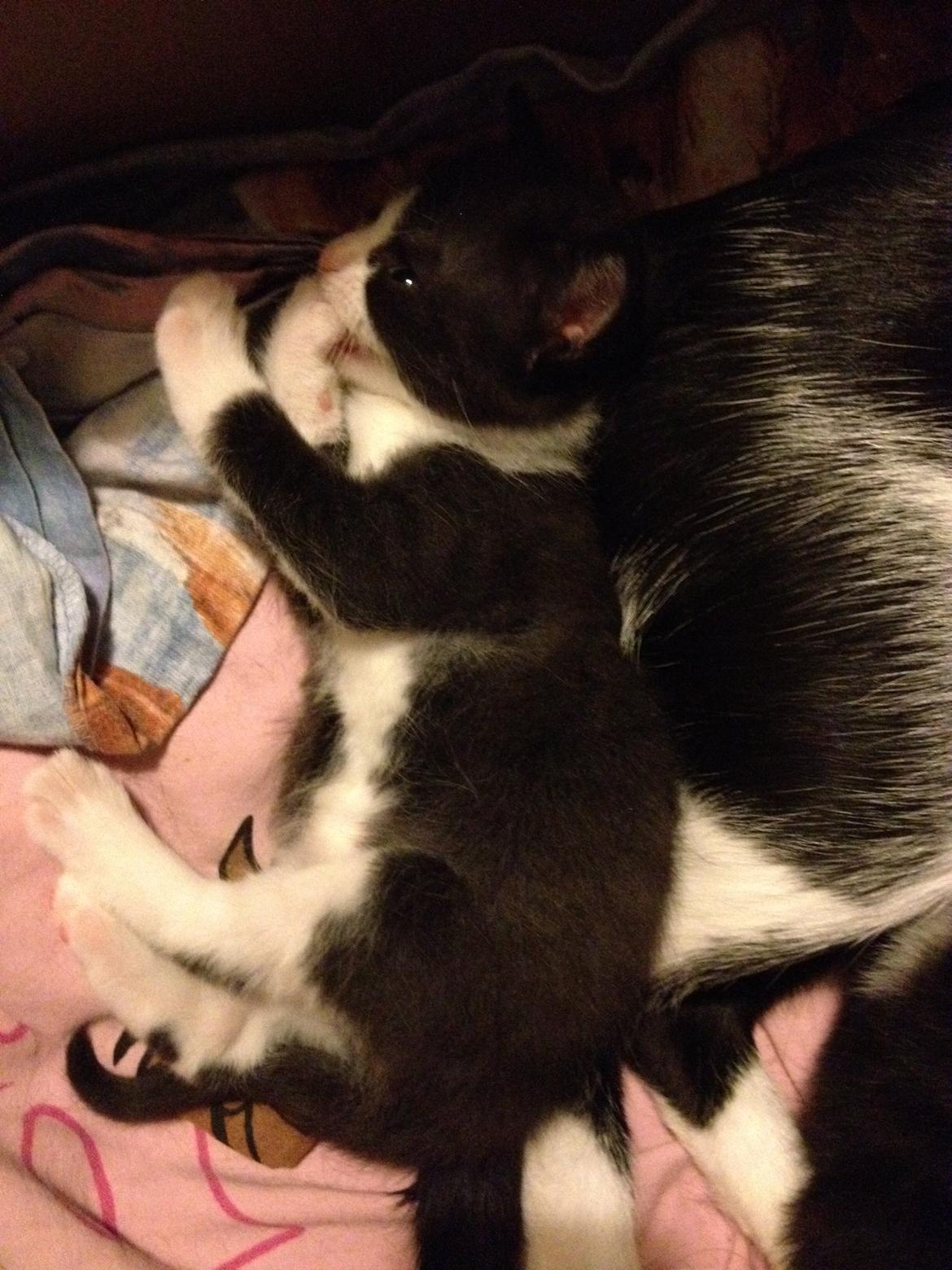 Huskat ~ Amira - Iiih sådan en pote er altså god at gnaske i. billede 20