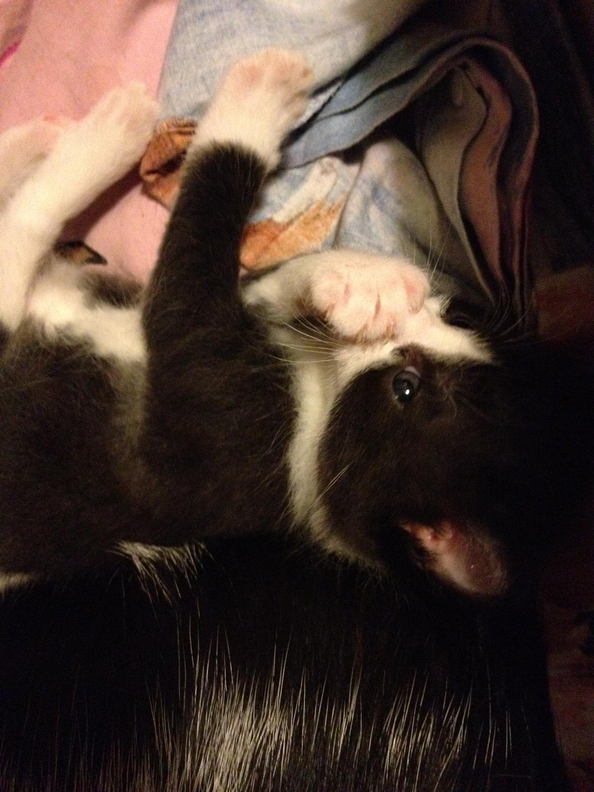 Huskat ~ Amira - 04.05.2013. Kuk kuuk, hvor er misse prinsessen? ;-) billede 17