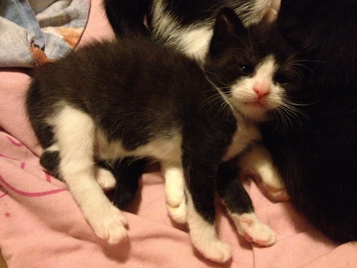 Huskat ~ Amira - Bette trold, billede 18