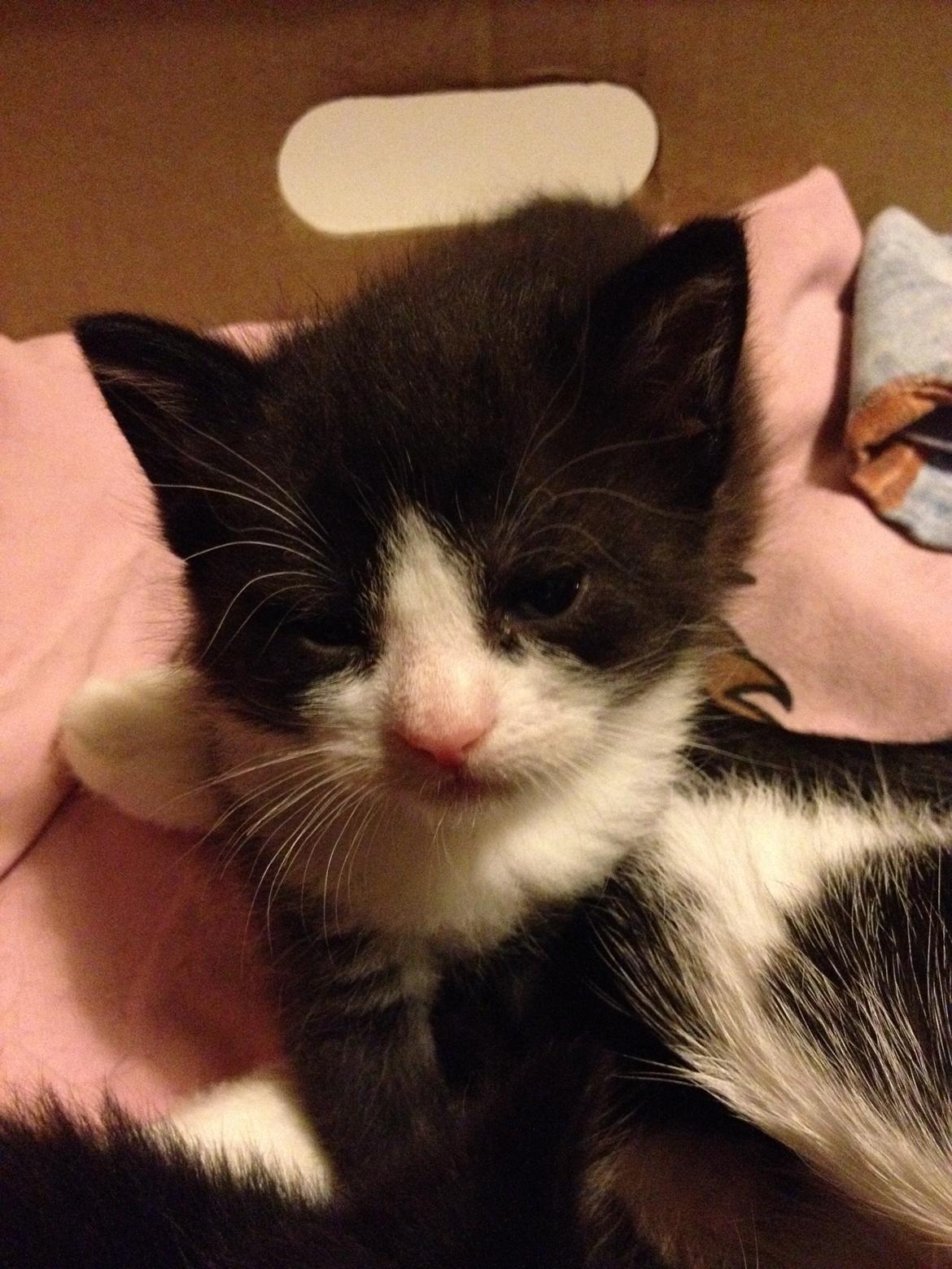 Huskat ~ Amira billede 19