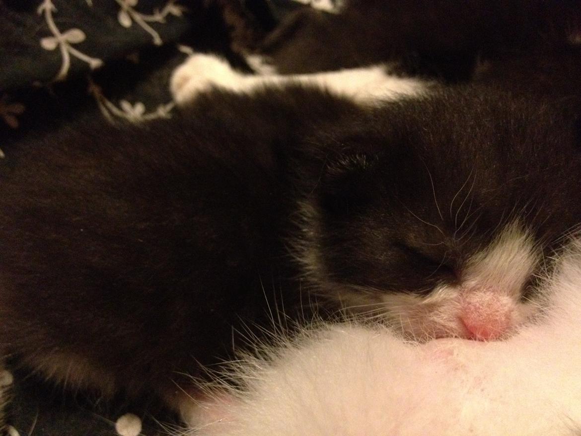 Huskat ~ Amira - Amira <3 billede 14