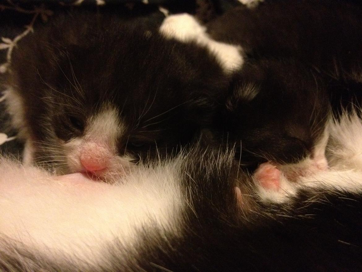 Huskat ~ Amira - (t.v) Amira og Zarafina. billede 12