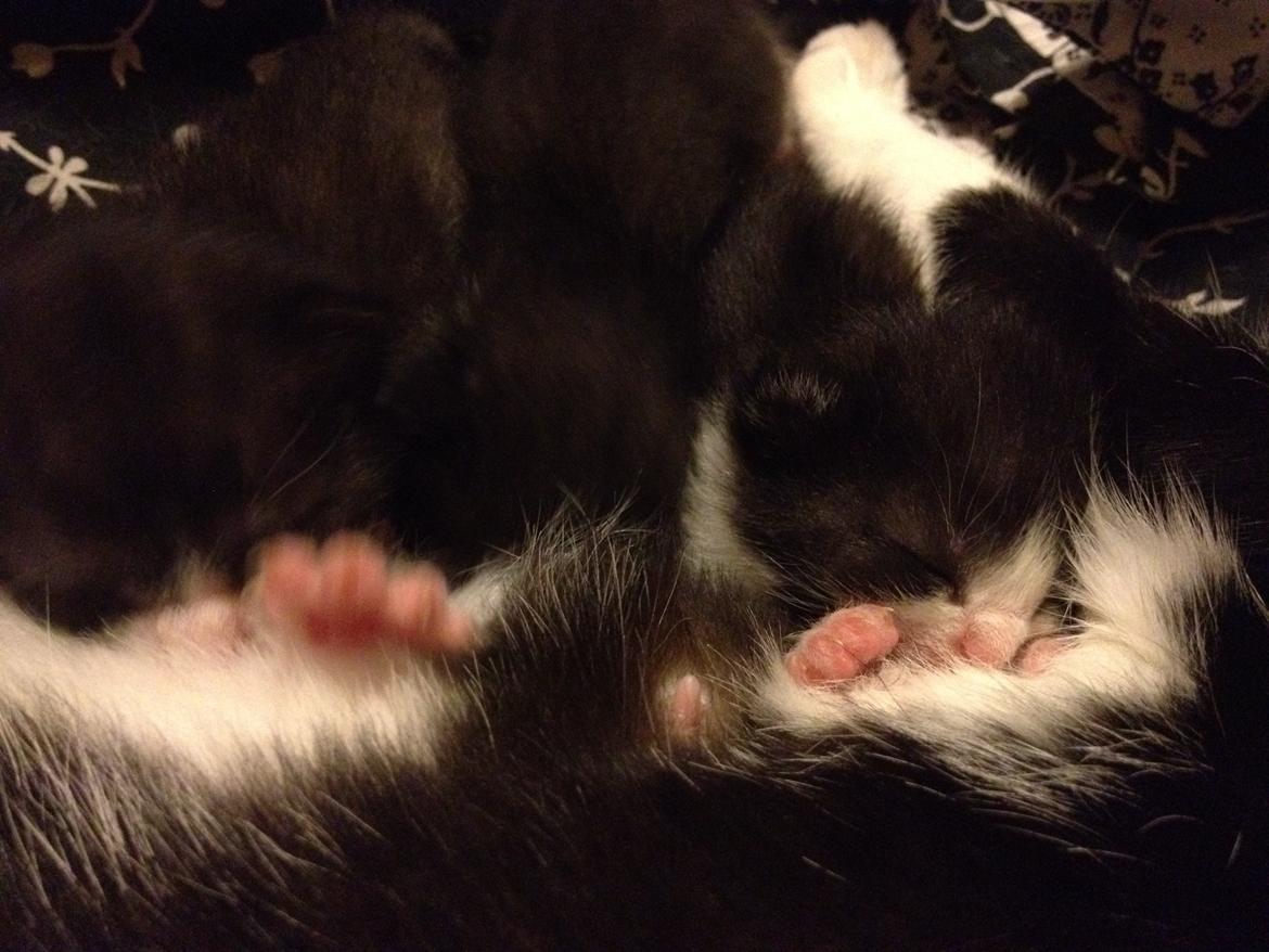 Huskat ~ Amira - (t.h.) Amira, Zarafina og Felicia. billede 13