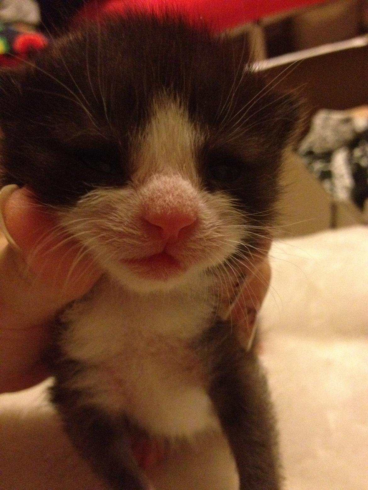 Huskat ~ Amira billede 16