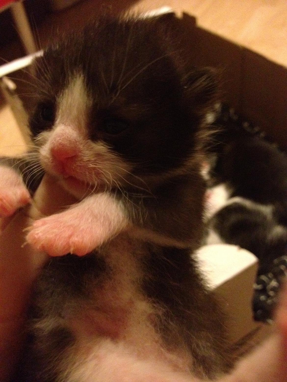 Huskat ~ Amira - Charmetrold. billede 15