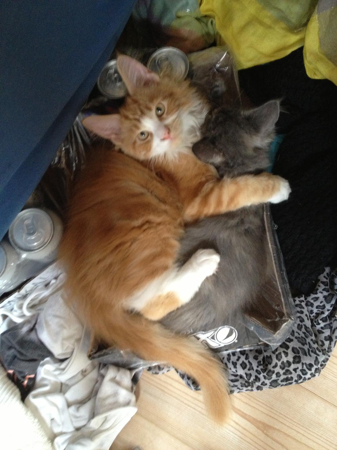 Maine Coon Basse billede 7