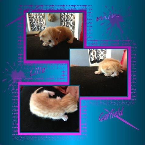 Huskat Garfiled billede 1