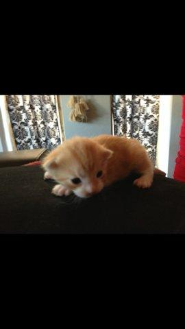 Huskat Garfiled billede 2