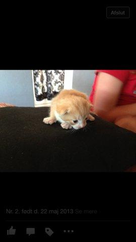 Huskat Garfiled billede 3