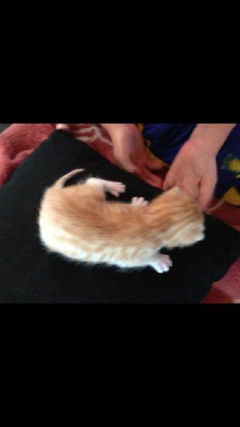 Huskat Garfiled billede 4