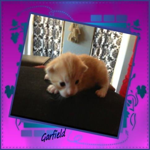 Huskat Garfiled billede 5