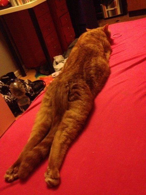 Huskat Bet Ski (min søsters kat) - Katten er gået i stykker. billede 21