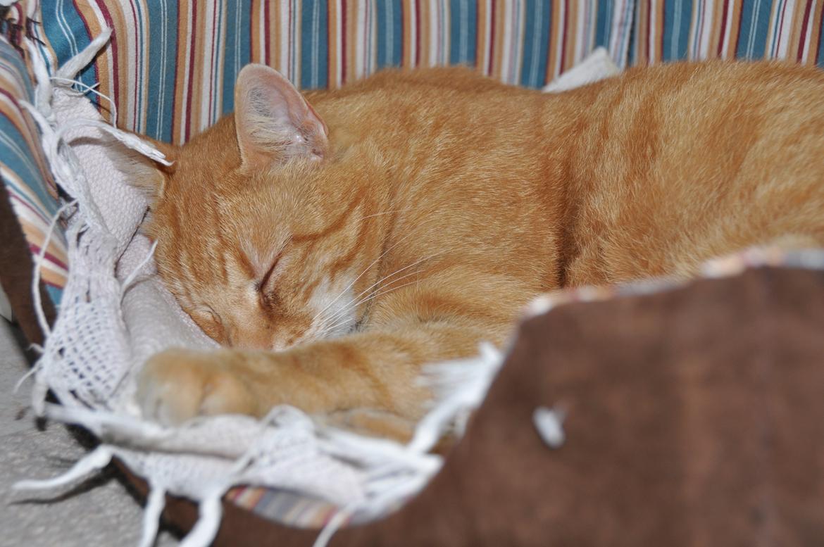 Huskat Felix billede 6