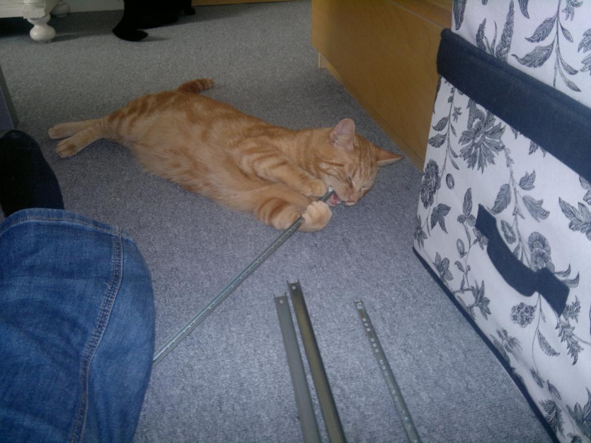 Huskat Frede - Frede er meget hjælpsom.. billede 14