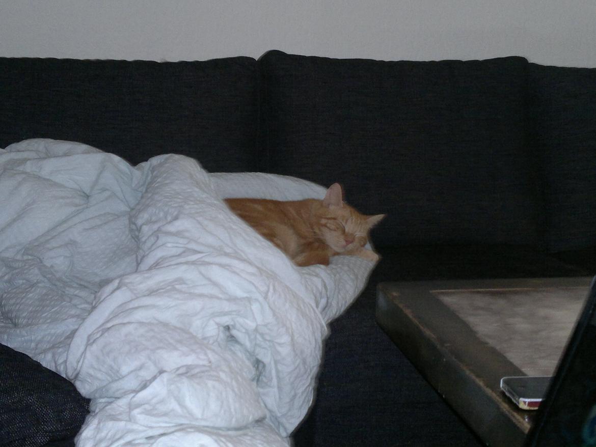 Huskat Frede - Dynekat.... billede 15