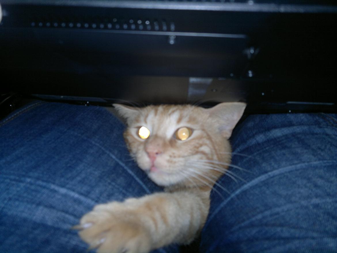 Huskat Frede - Pas på fingrene... Man ved aldrig hvornår der kommer en Frede kat... billede 16