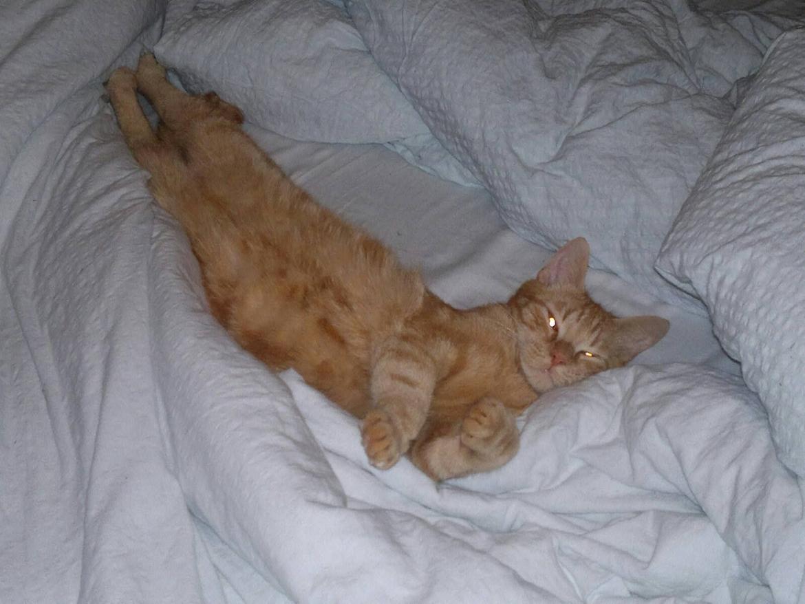 Huskat Frede - man er vel magelig.... billede 17