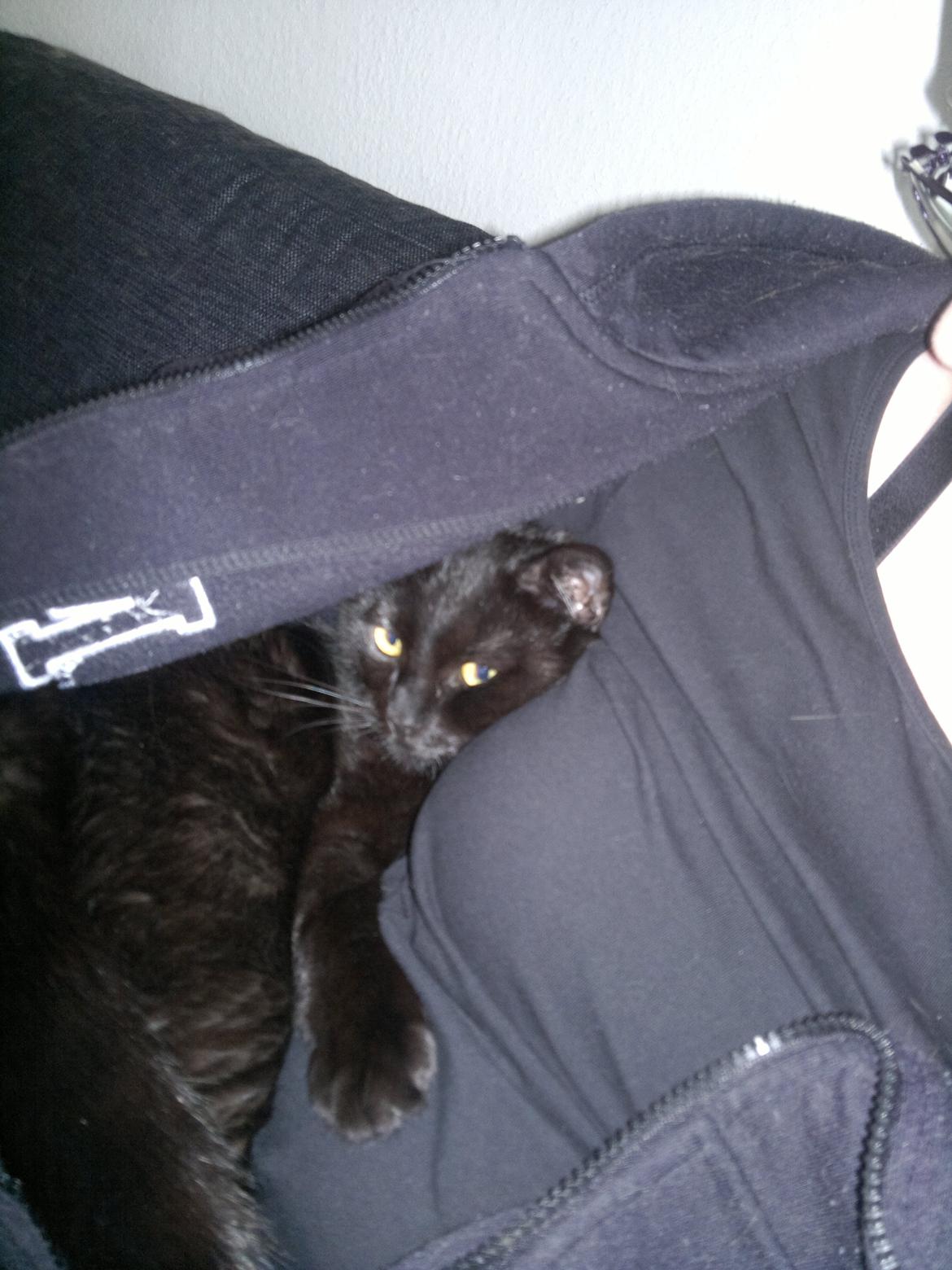 Huskat Gizmo aka Giz - elsker at putte på mor under hendes trøje... billede 10