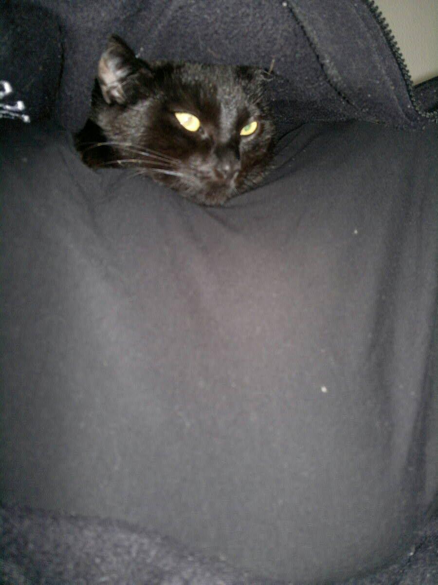 Huskat Gizmo aka Giz billede 11