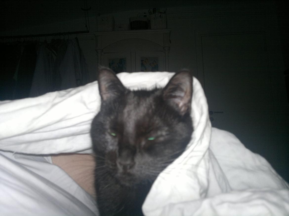 Huskat Gizmo aka Giz - Endnu bedre er det hvis jeg må putte under dynen om natten.... billede 12