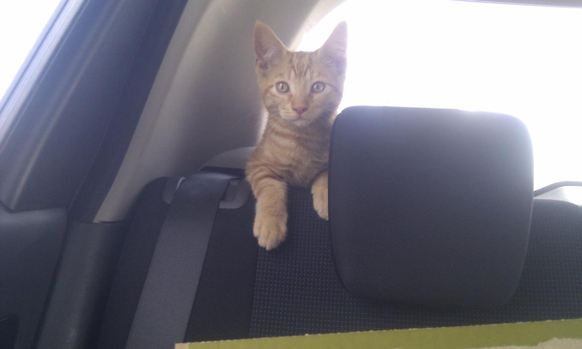 Huskat Johnny Depp - på vej hjem. her ligger han på hattehylden, hvor han også lå og kiggede ud og vinduerne og holdte øje med det hele. billede 2