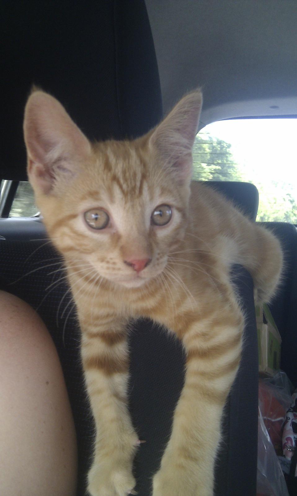 Huskat Johnny Depp - på vej hjem. han sad på mit ryglæn det meste af turen. billede 1