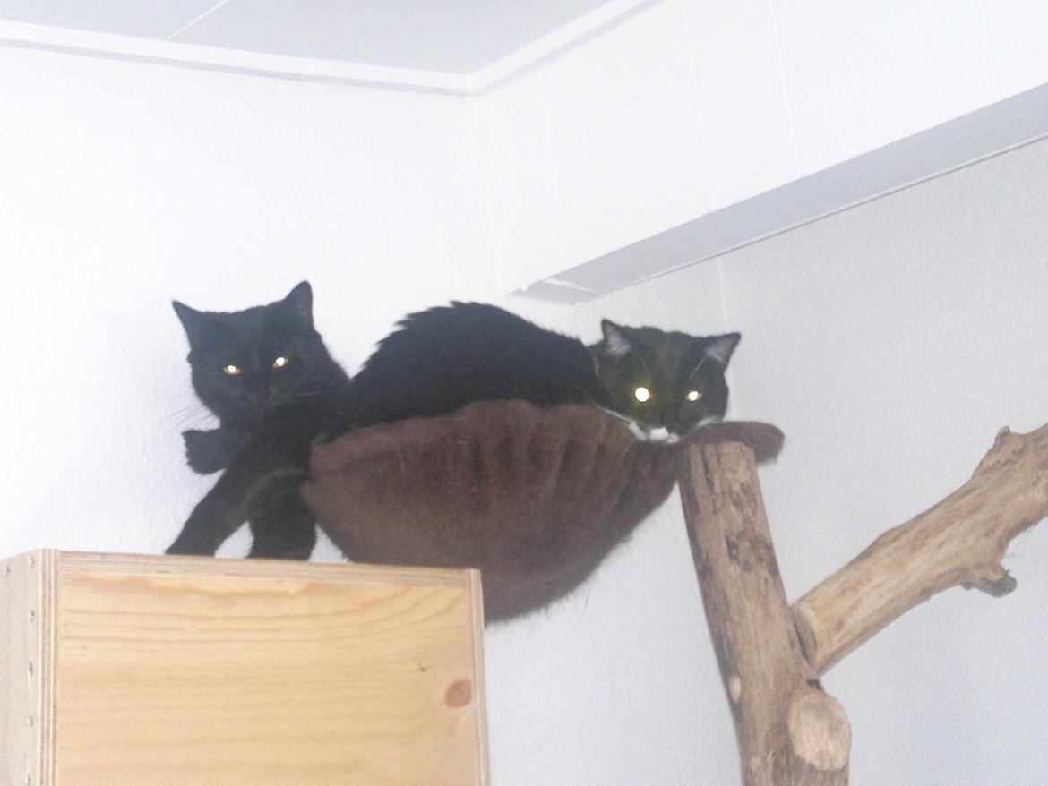 Huskat Mohawk aka MO - Sammen med Fnuller i toppen af vores nye træ... billede 14