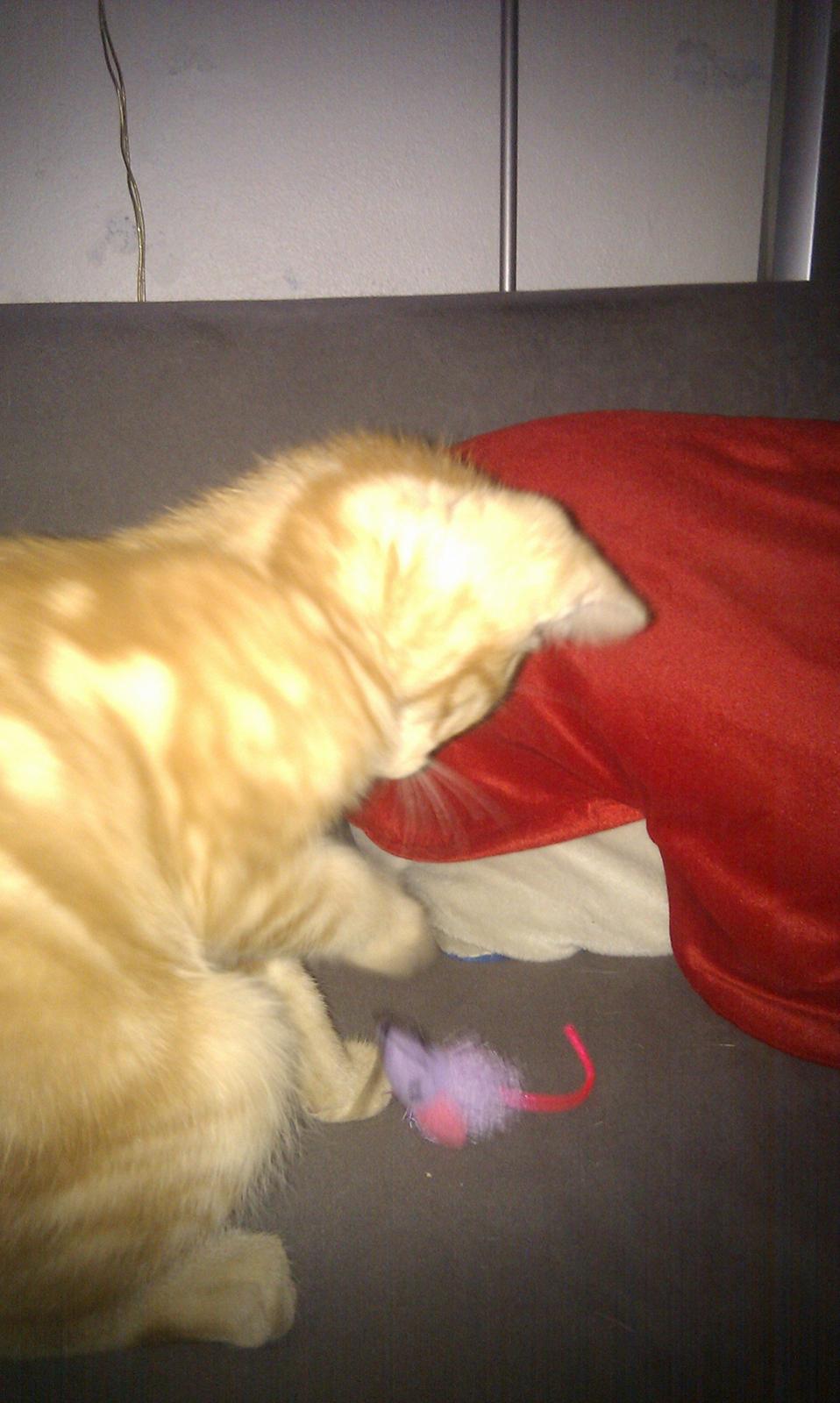 Huskat Johnny Depp - her leger han med sin lille mus billede 3