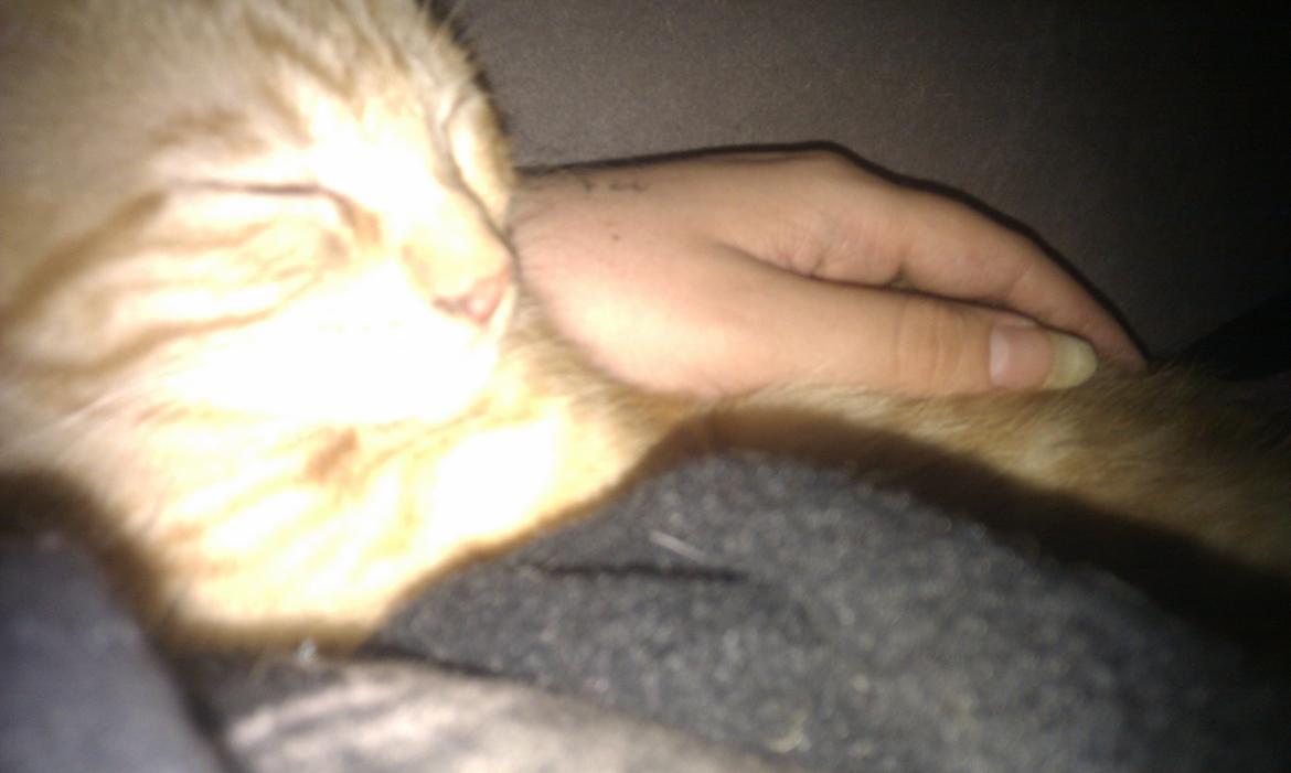 Huskat Johnny Depp - her ligger han og putter med mig billede 4