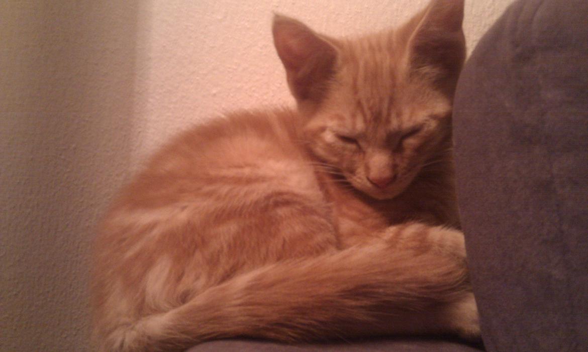 Huskat Johnny Depp - hans 'trygge hjørne' billede 5