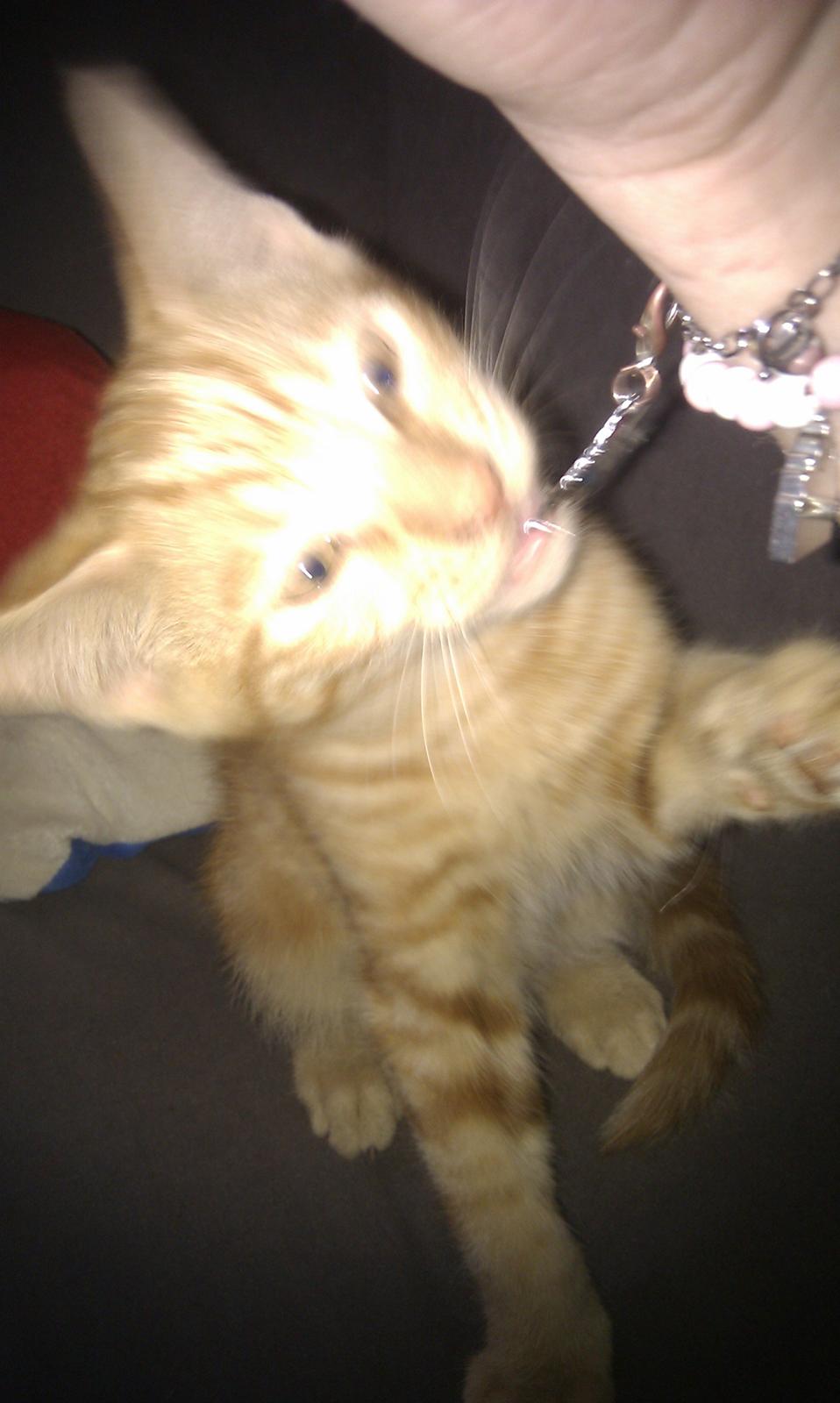 Huskat Johnny Depp - her leger han med mit armbånd billede 6