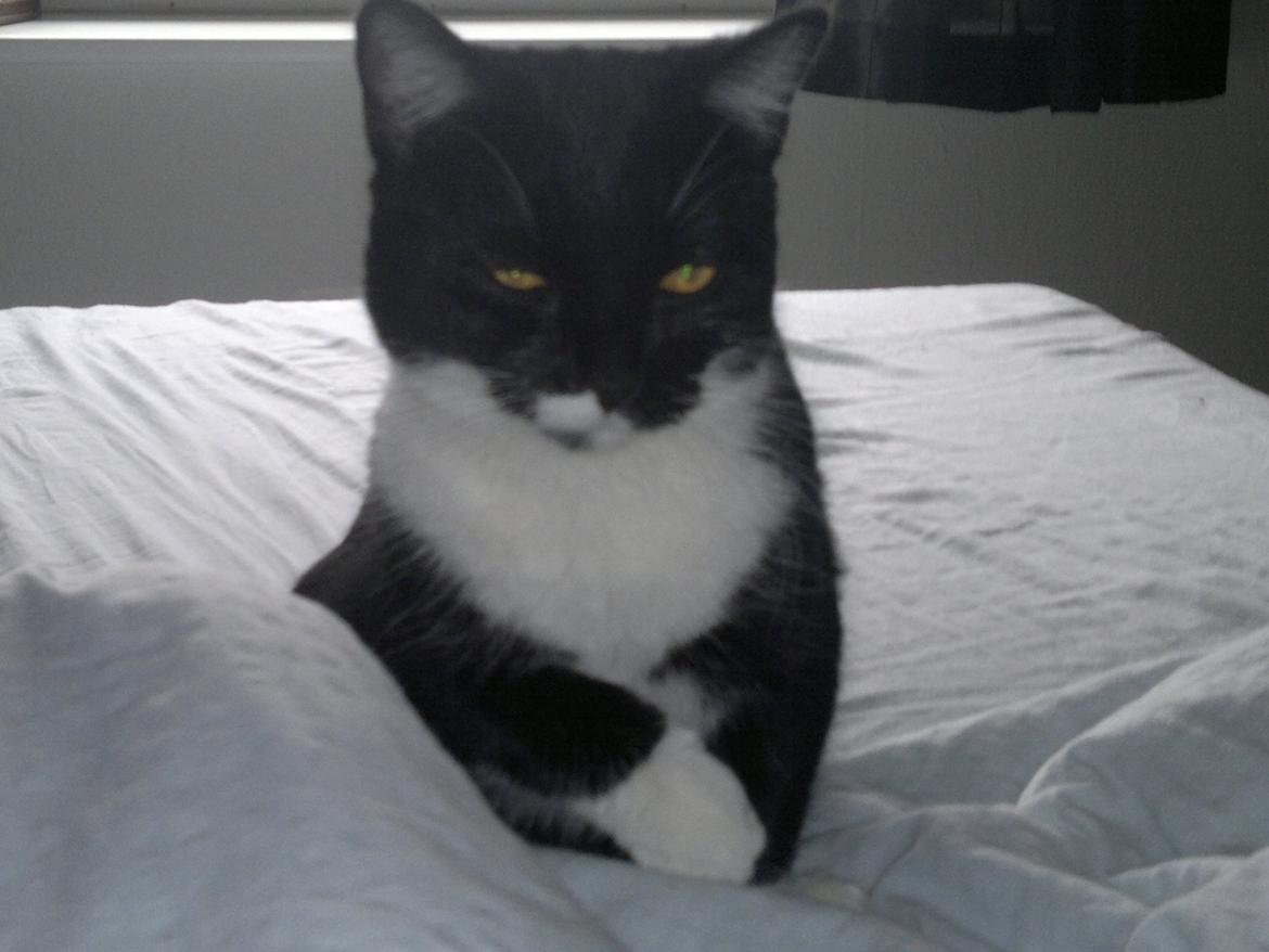 Huskat Fnuller - Fnuller elsker at putte i sengen... billede 12