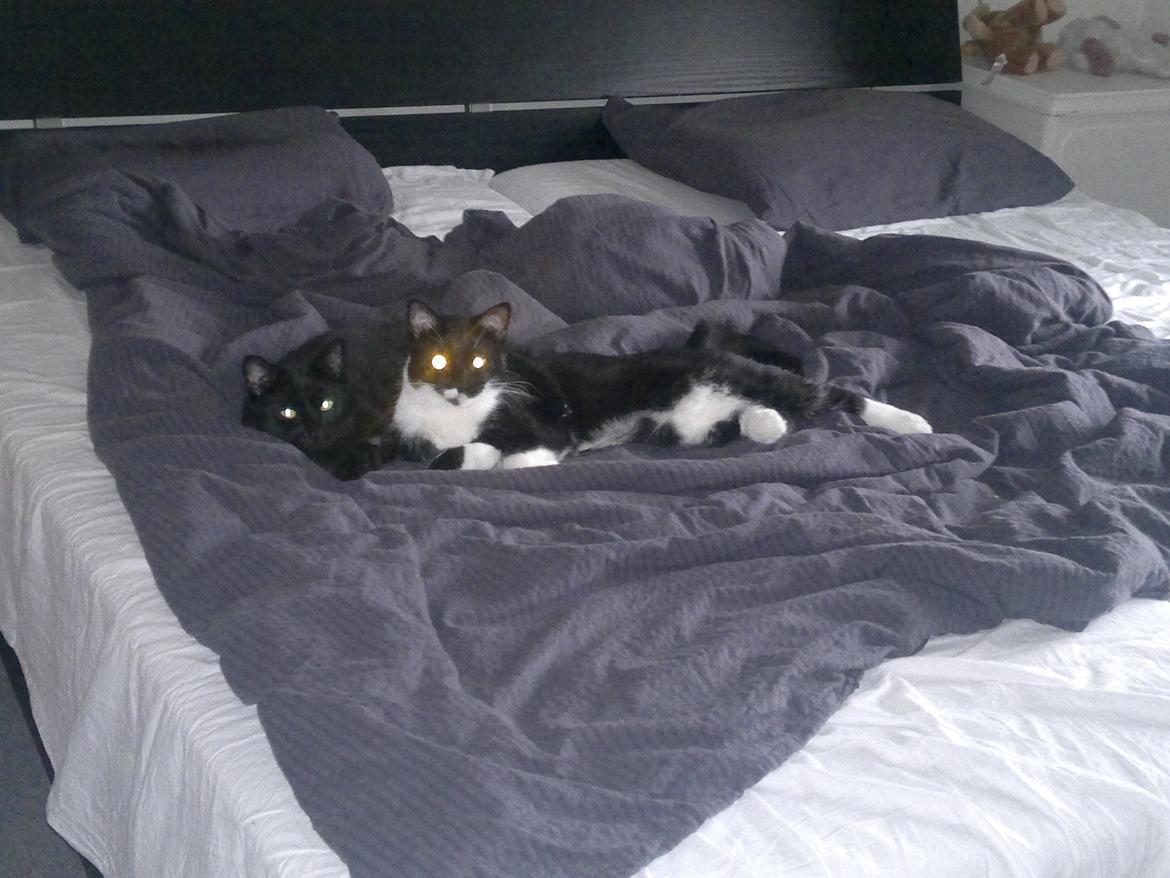 Huskat Fnuller - Senge hygge med Giz. billede 13