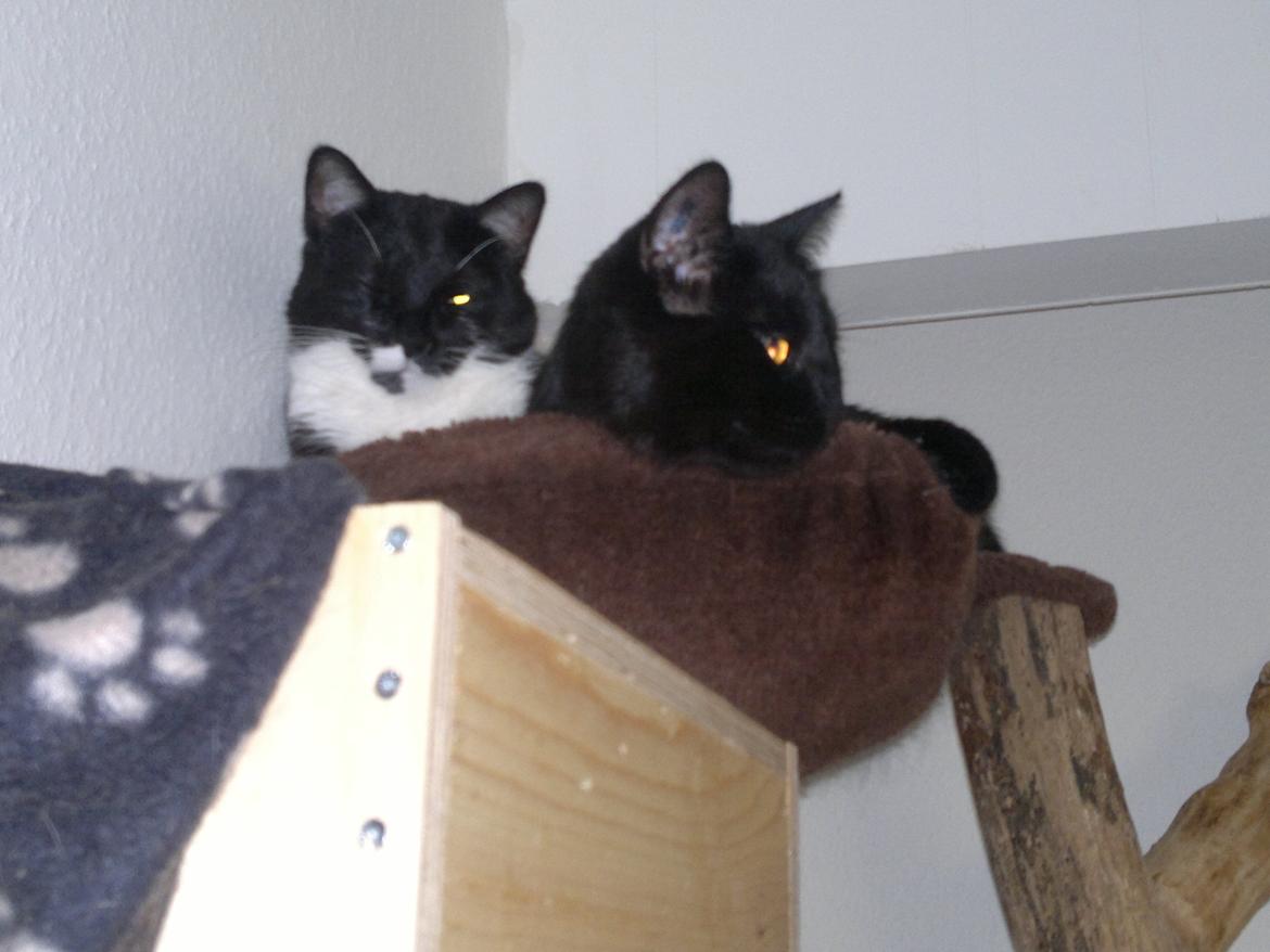 Huskat Fnuller - Hygger med Mo.. billede 14