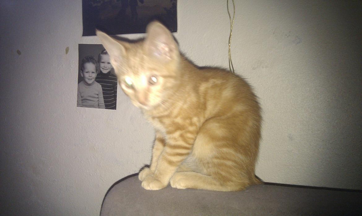 Huskat Johnny Depp billede 7