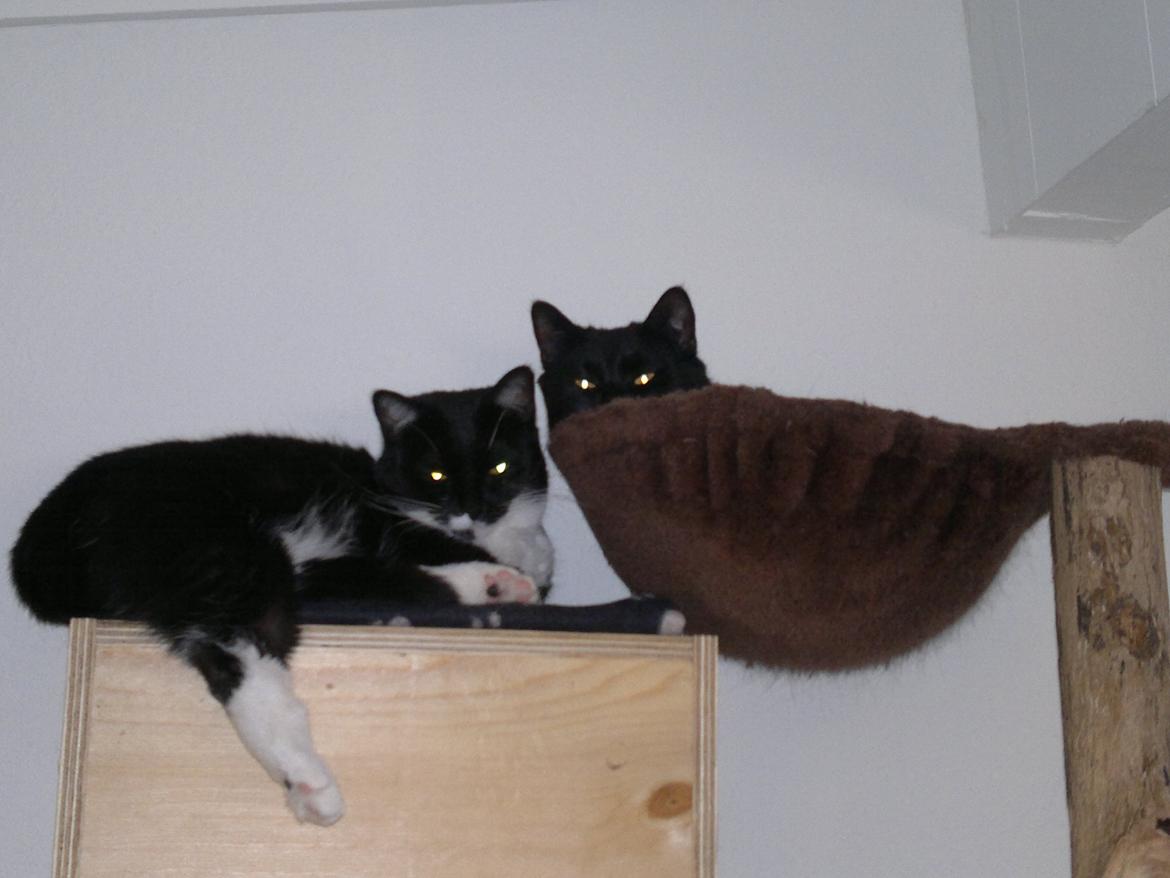 Huskat Fnuller - Hygge... billede 15