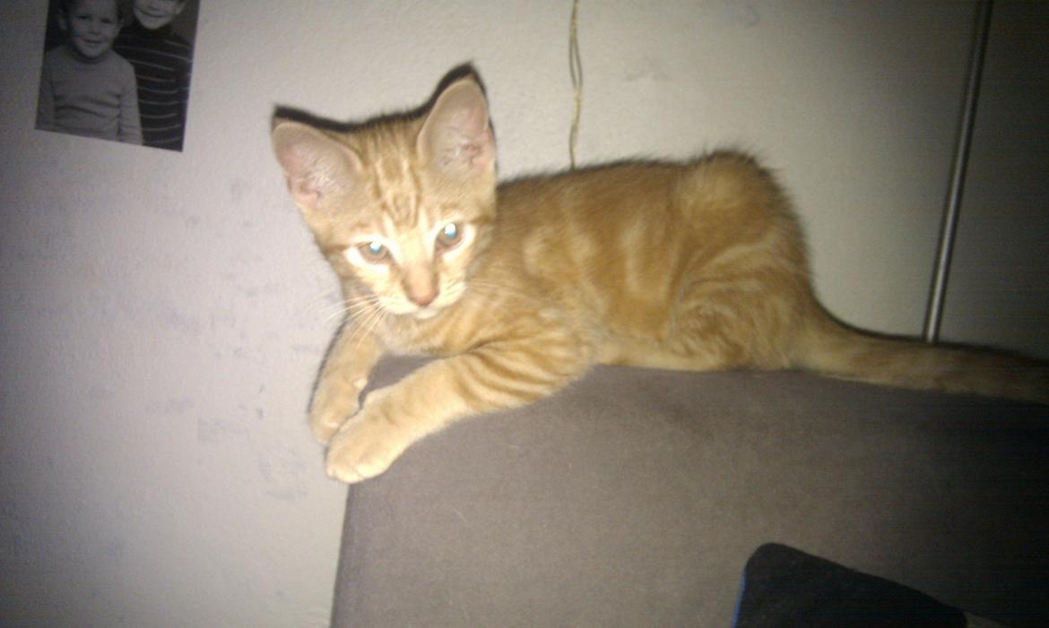 Huskat Johnny Depp billede 8